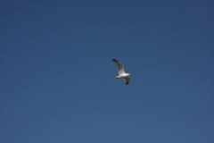 A la mer, il y a des mouettes dans le ciel